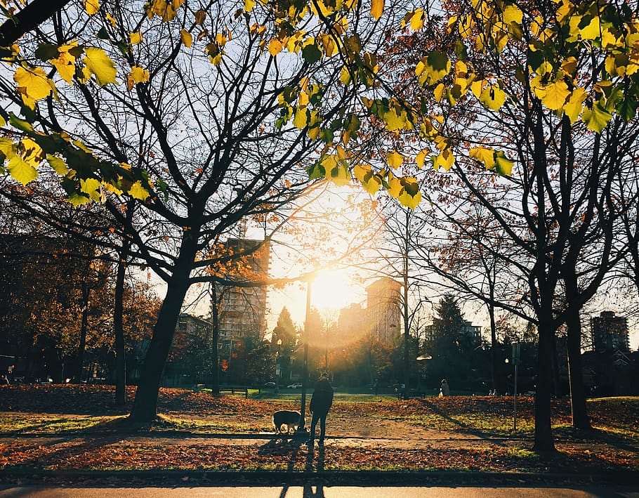 canada, vancouver, leafs, dog, person, people, sun, trees, park HD wallpaper
