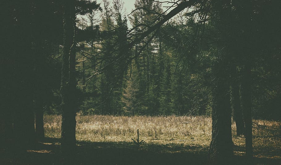 mongolia, forest, trees, mountain, plant, land, tranquility HD wallpaper