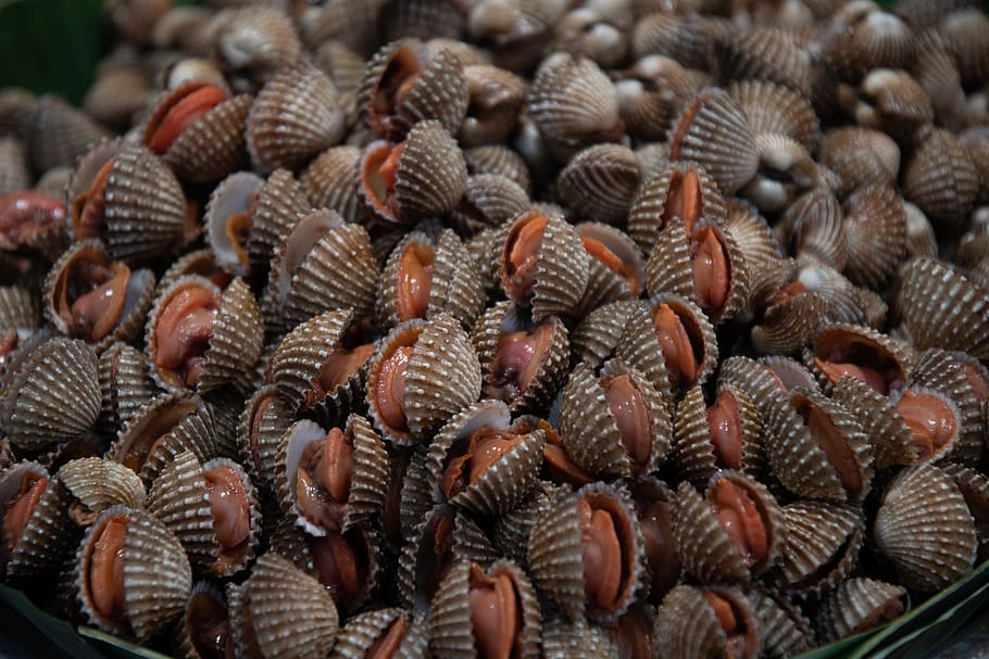 cockle, seafood, shellfish, harvest, texture, marine, clam HD wallpaper