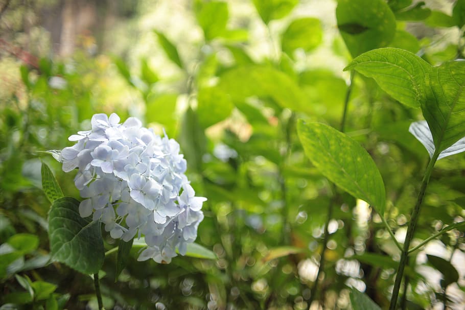 plant, blossom, geranium, flower, vegetation, bush, outdoors HD wallpaper