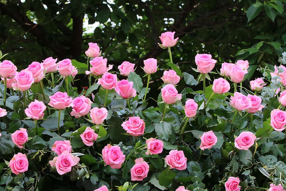 rose, rose festival, park, fresh medium, flowers, plants, garden, HD wallpaper