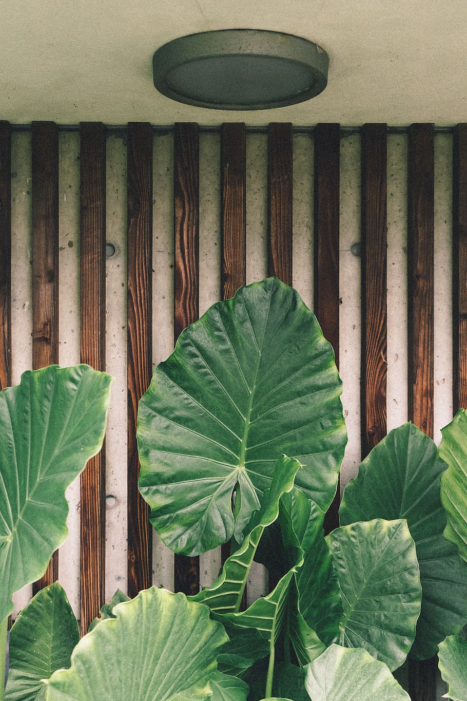 Green Taro Plant, blooming, close-up, flora, green leaves, lush HD wallpaper