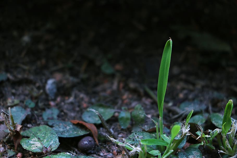shoot, earth, nature, growth, plant part, leaf, beginnings HD wallpaper
