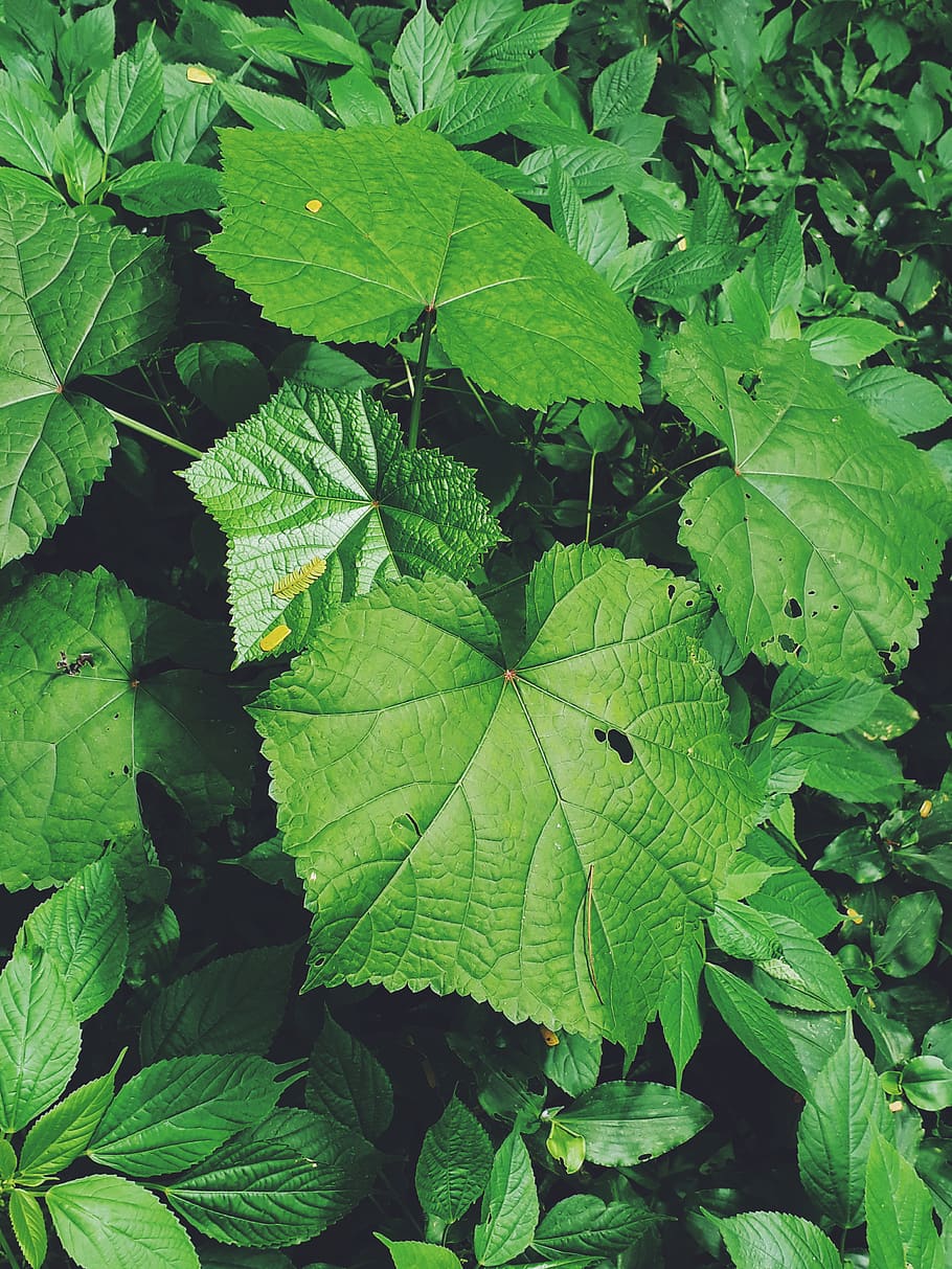 india, surat, leaf, plant part, green color, growth, nature HD wallpaper