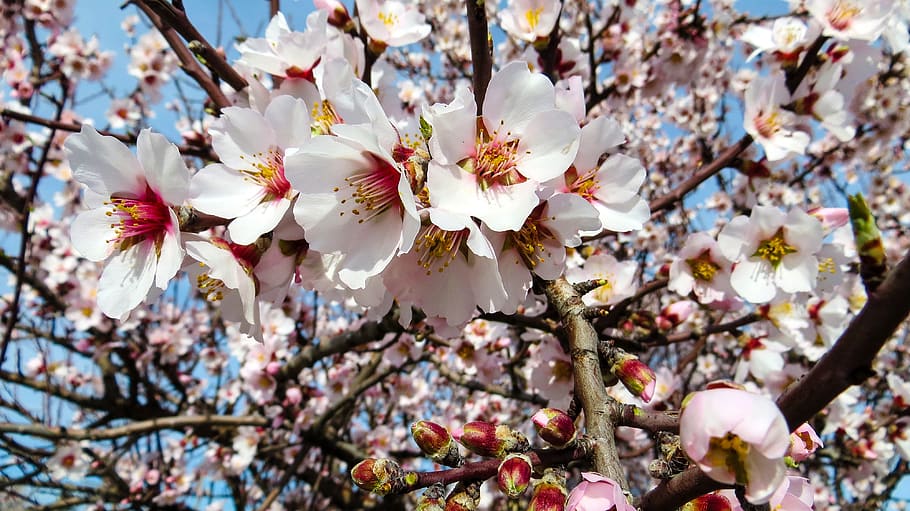 nature, flowers, spring, tree, flora, plant, flowering plant HD wallpaper