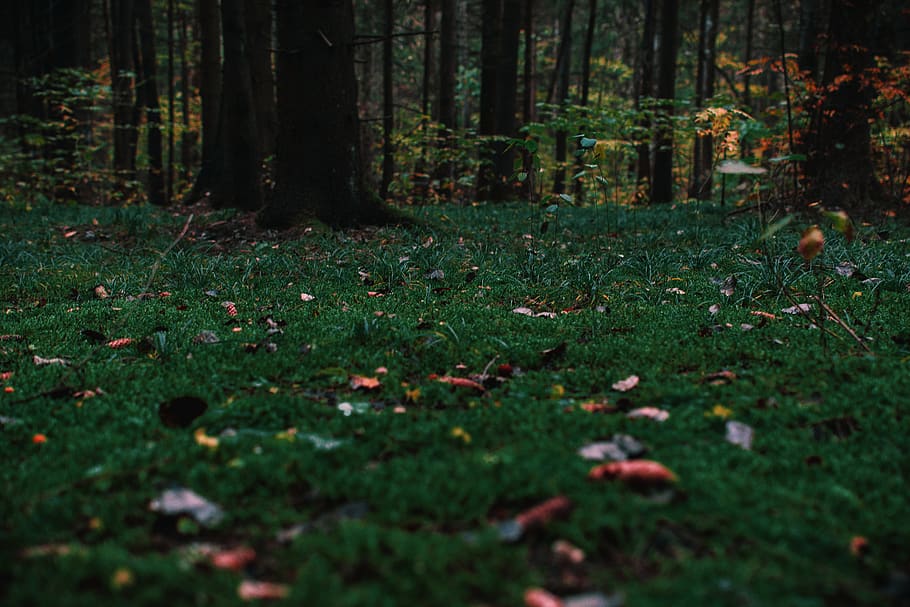 forest, field, trees, nature, mother nature, blossom, sunset HD wallpaper