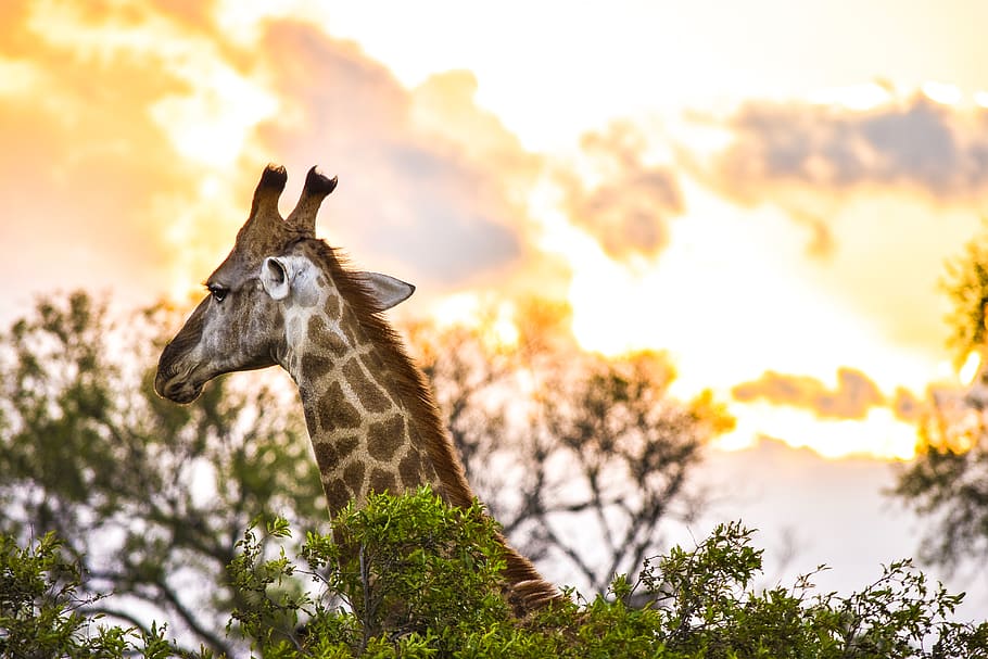 shallow focus photo of giraffe, animal, mammal, wildlife, kruger national park, HD wallpaper