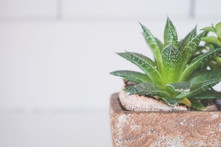 Aloe Vera Plant, houseplant, potted plant, succulent, succulent plant HD wallpaper