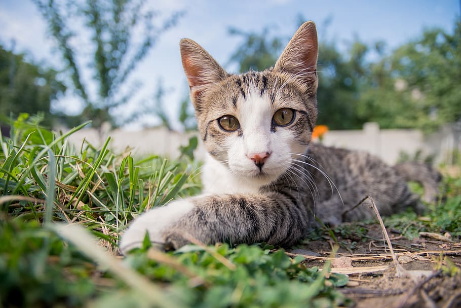 russia, pyatigorsk, one animal, animal themes, mammal, domestic HD wallpaper