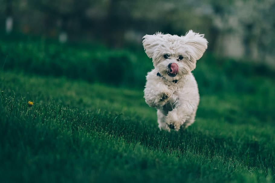 selective focus photography of white dog running on green grass, HD wallpaper