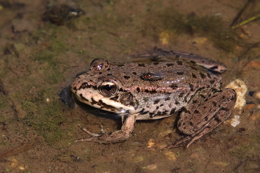 water frog, fly, animal world, volga, piggyback, insect, high HD wallpaper