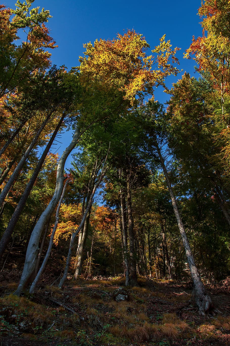 green, grass, nature, trees, plant, forest, blue, sky, tranquility HD wallpaper