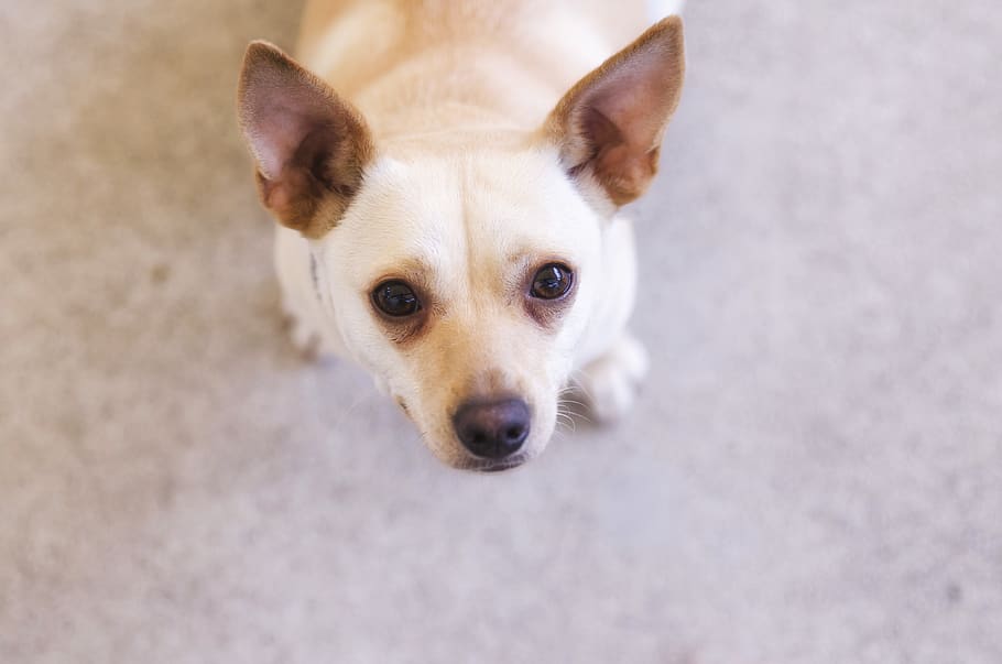 dog, one animal, mammal, domestic, pets, domestic animals, canine HD wallpaper
