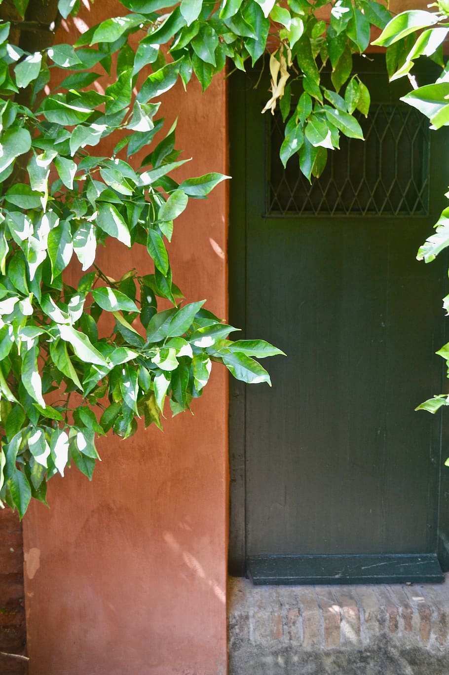 plant, leaf, tree, vine, pottery, vase, jar, potted plant, ivy HD wallpaper