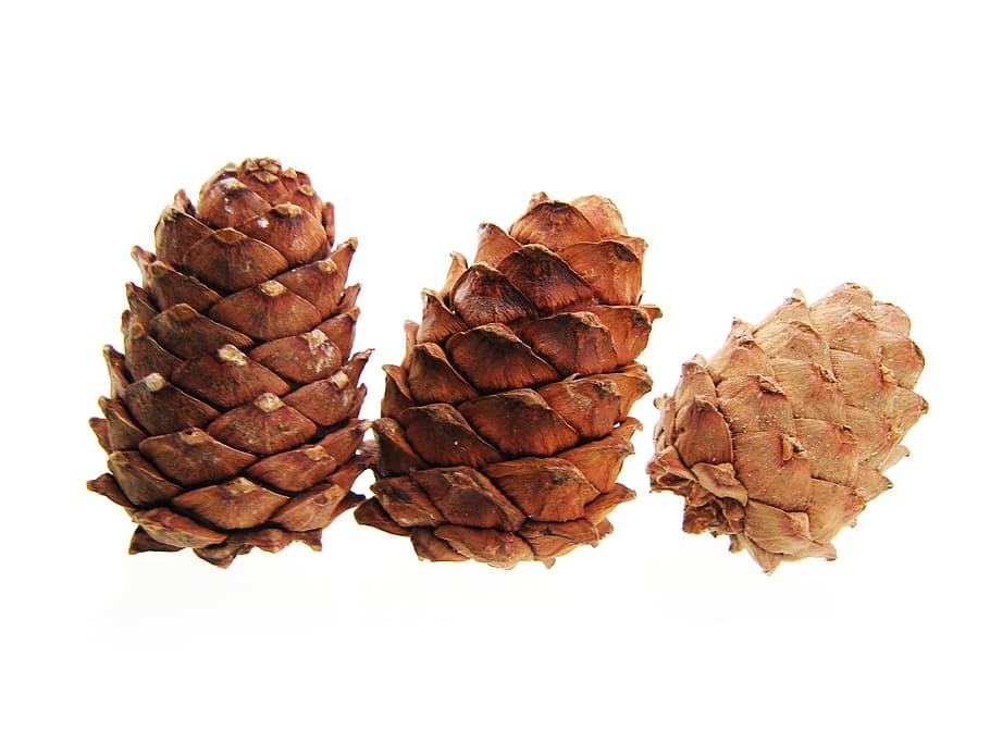christmas, cones, cold, decoration, forest, isolated, nature HD wallpaper