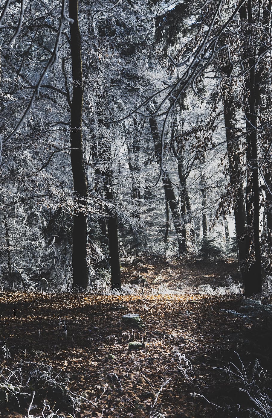 snow-covered trees, plant, forest, land, nature, tranquility HD wallpaper