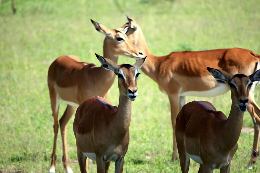 antelopes on grass field during daytime, animal, mammal, wildlife HD wallpaper