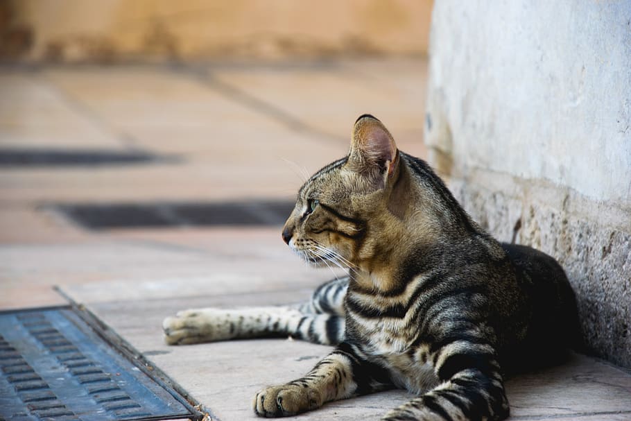 cat, mammal, one animal, feline, animal themes, domestic cat HD wallpaper