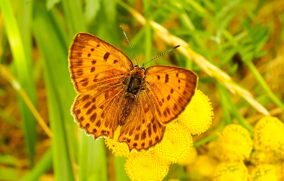 yellow moth on flower, butterfly, insect, mimosa, blossom, plant HD wallpaper