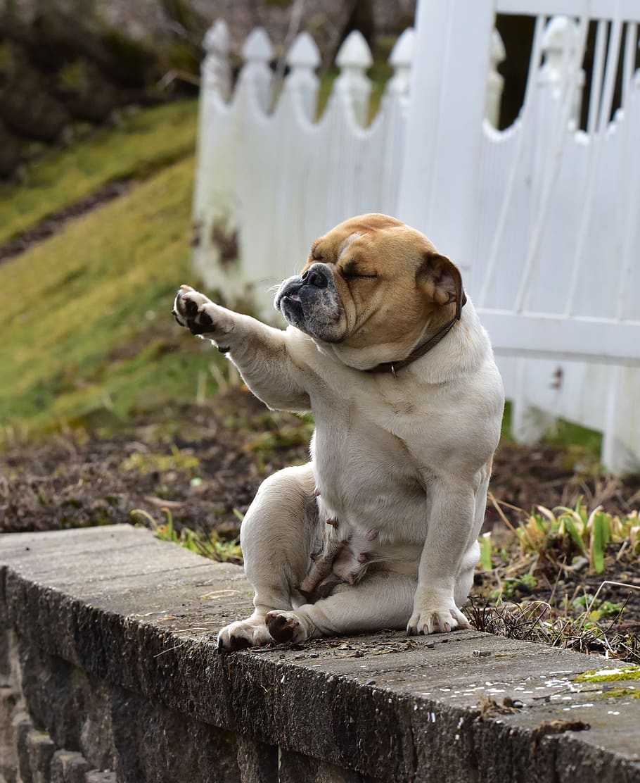 short-coated tan dog sitting near white wooden fence, mammal, HD wallpaper