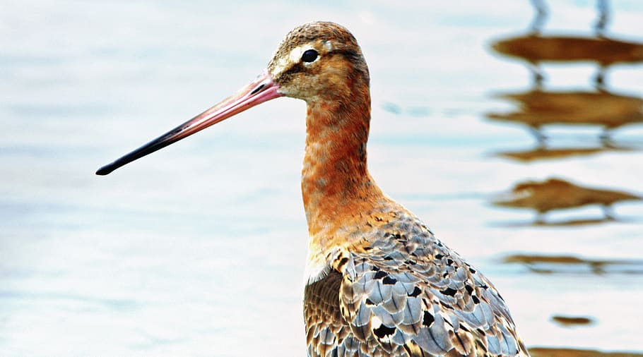 godwit, wader, bird, wildlife, nature, water, animal themes HD wallpaper