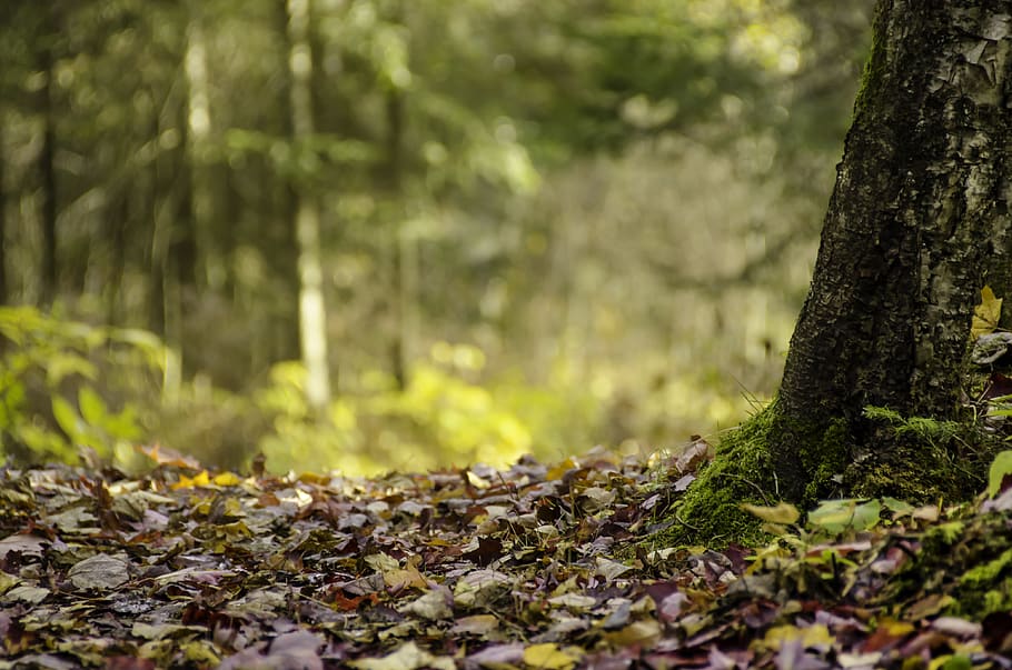 Leaves a trail. Пенек в лесу фото. Forest Day.