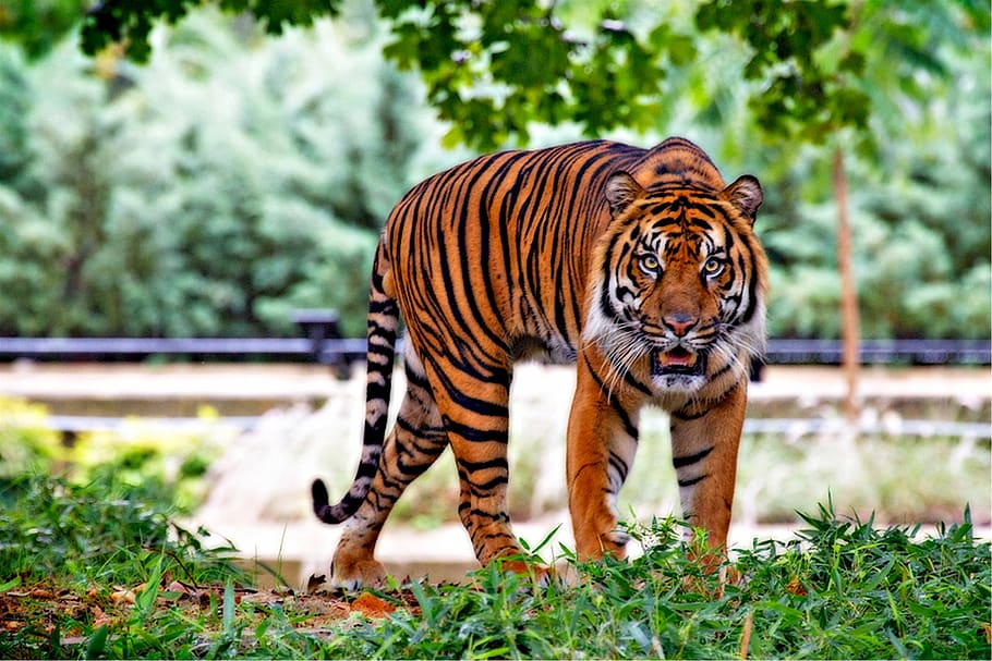 Tiger Above Green Grass during Day Time, animal, predator, sumatran tiger, HD wallpaper