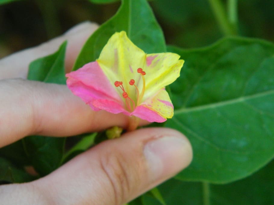 flower, yellow, pink, hand, holding, bloom, human body part HD wallpaper