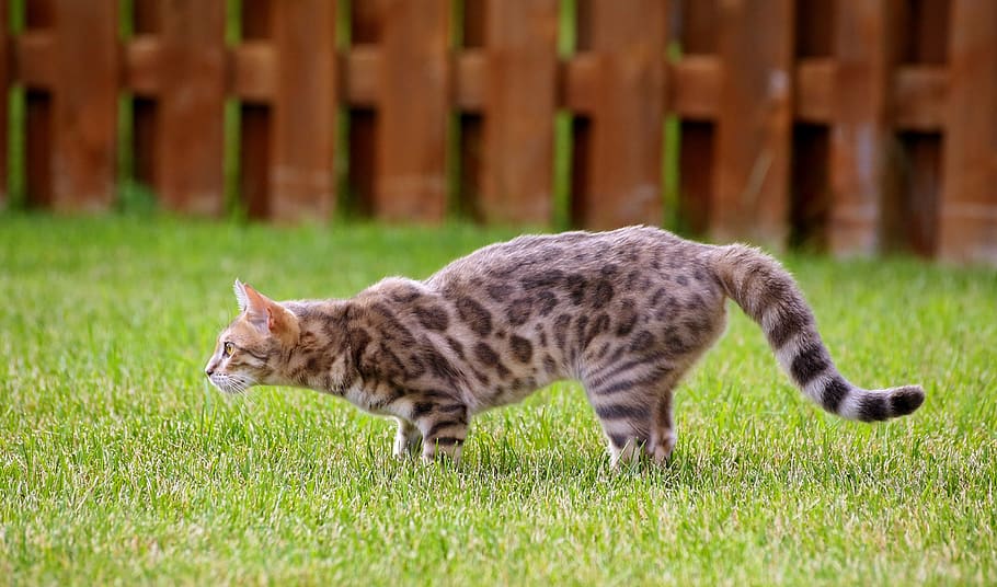 cat, stalking, kitty, blue bengal, kitten, walking, portrait HD wallpaper