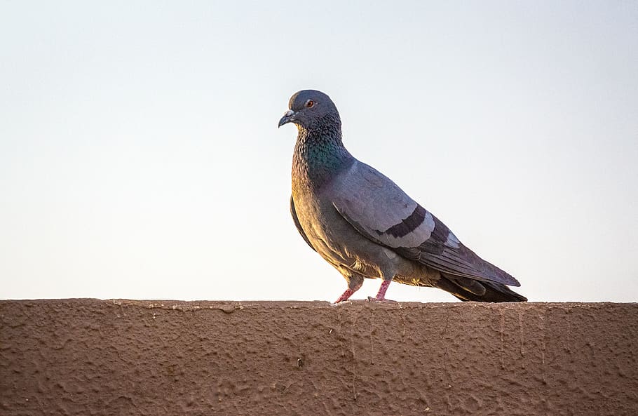 gray pigeon, bird, animal, india, gandhinagar, dove, beak, pet, HD wallpaper