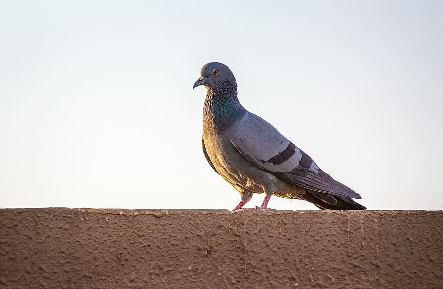 gray pigeon, bird, animal, india, gandhinagar, dove, beak, pet HD wallpaper