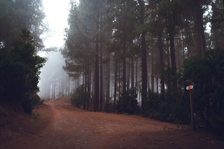 walkway between trees, plant, land, forest, tranquility, road HD wallpaper