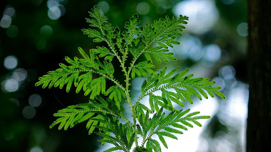backlight, leaf, leaves, green, nature, sunlight, natural, environment HD wallpaper