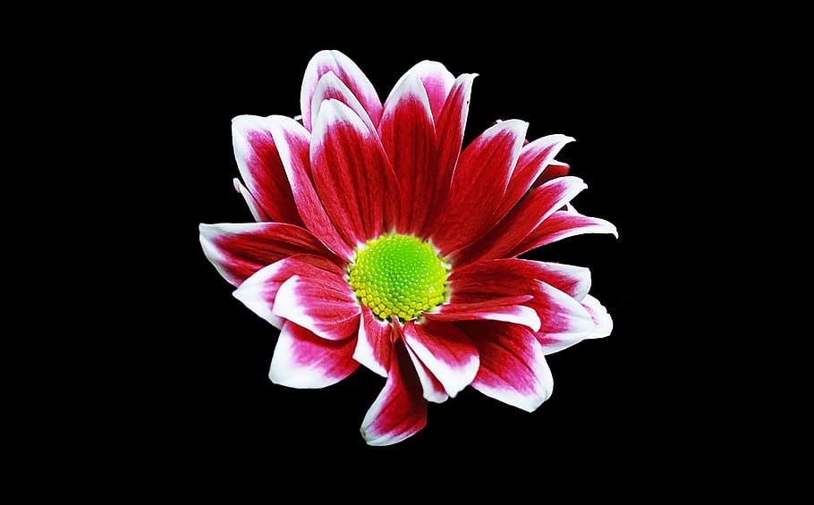 Red and White Petaled Flower Clipart, bloom, blooming, blossom HD wallpaper