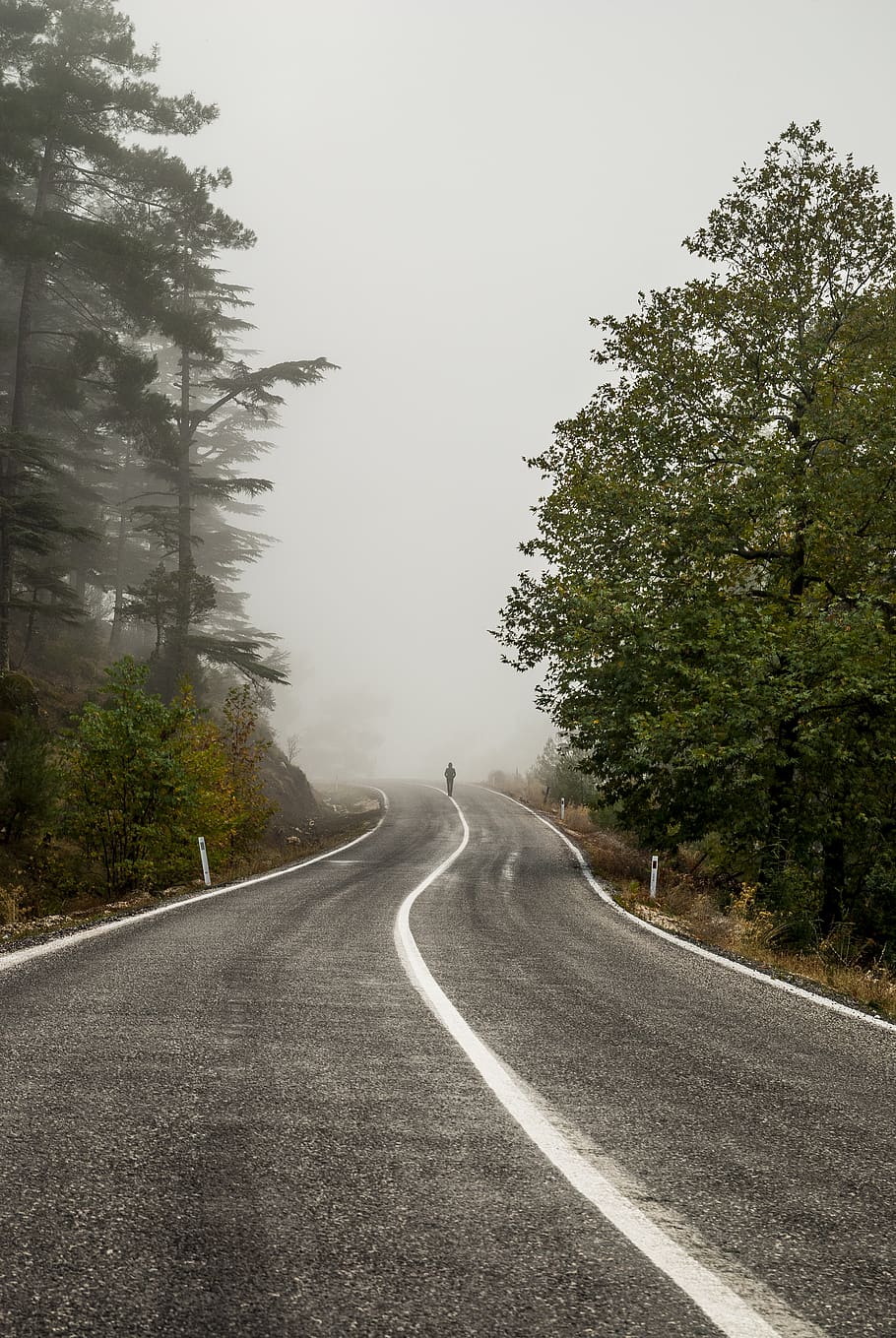tree, mountain, mountains, way, road, traveler, walk, alone HD wallpaper