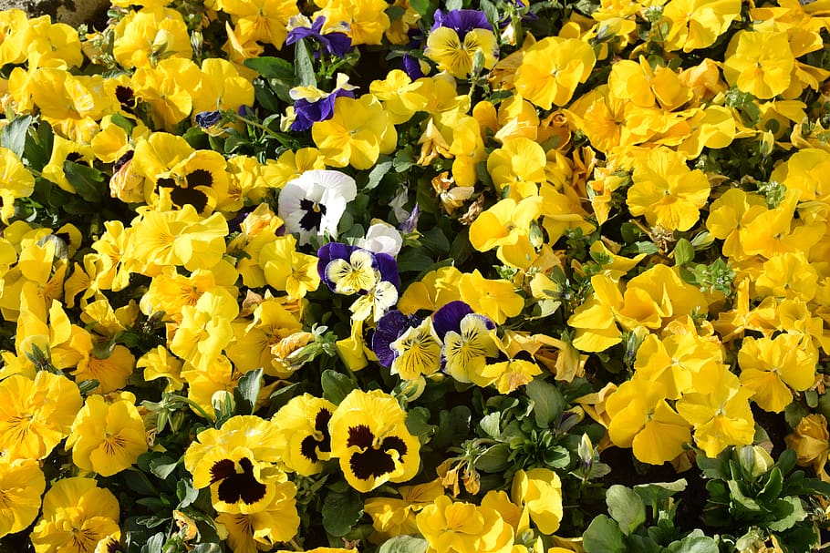 flower, violet, yellow, spring, garden, color, nature, blooms at HD wallpaper