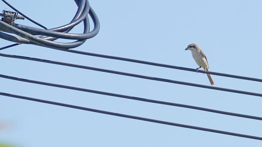bird, wire, sit, low angle view, animal themes, animal wildlife HD wallpaper