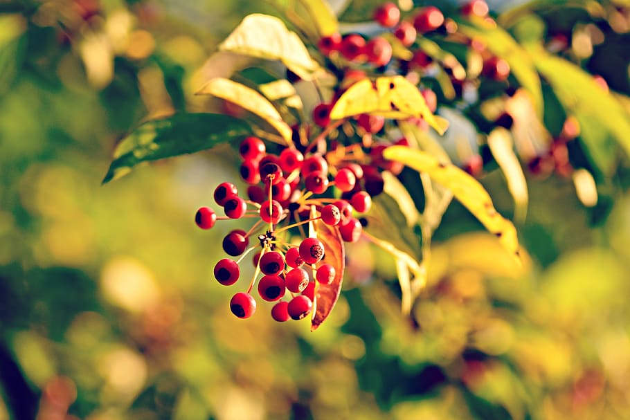 berry, fruit, branch, foliage, tree, autumn, freshness, red HD wallpaper