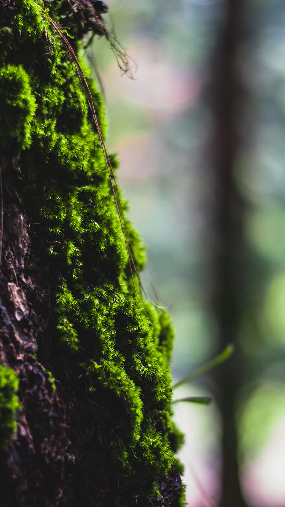 plant, moss, algae, fungus, mushroom, agaric, amanita, green HD wallpaper