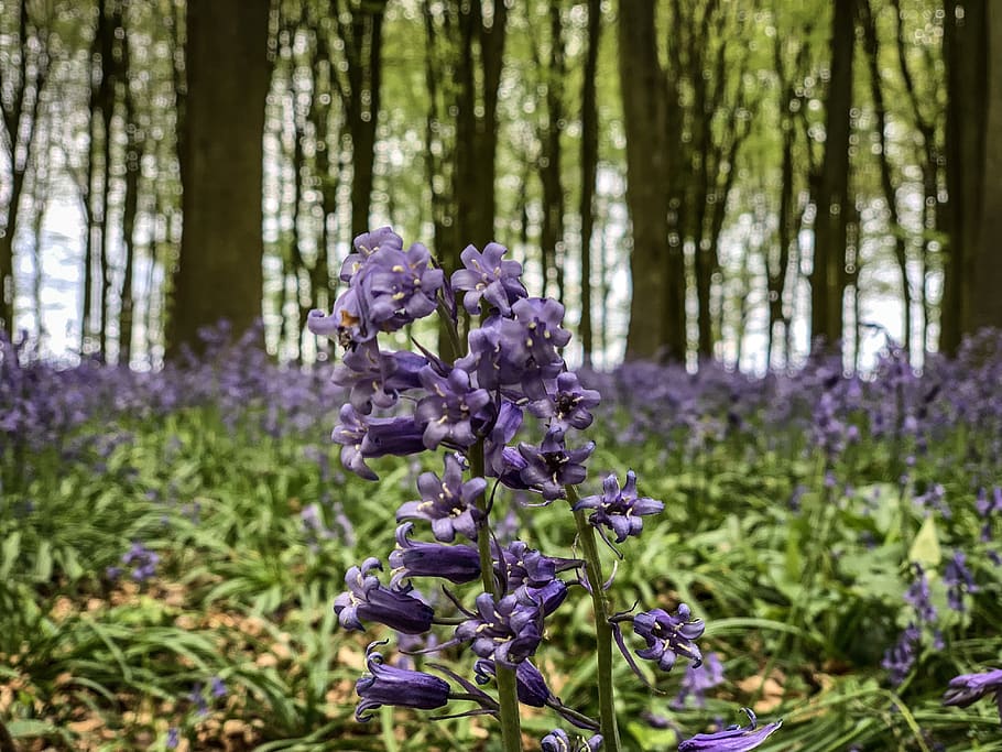 plant, vegetation, nature, tree, forest, woodland, outdoors HD wallpaper