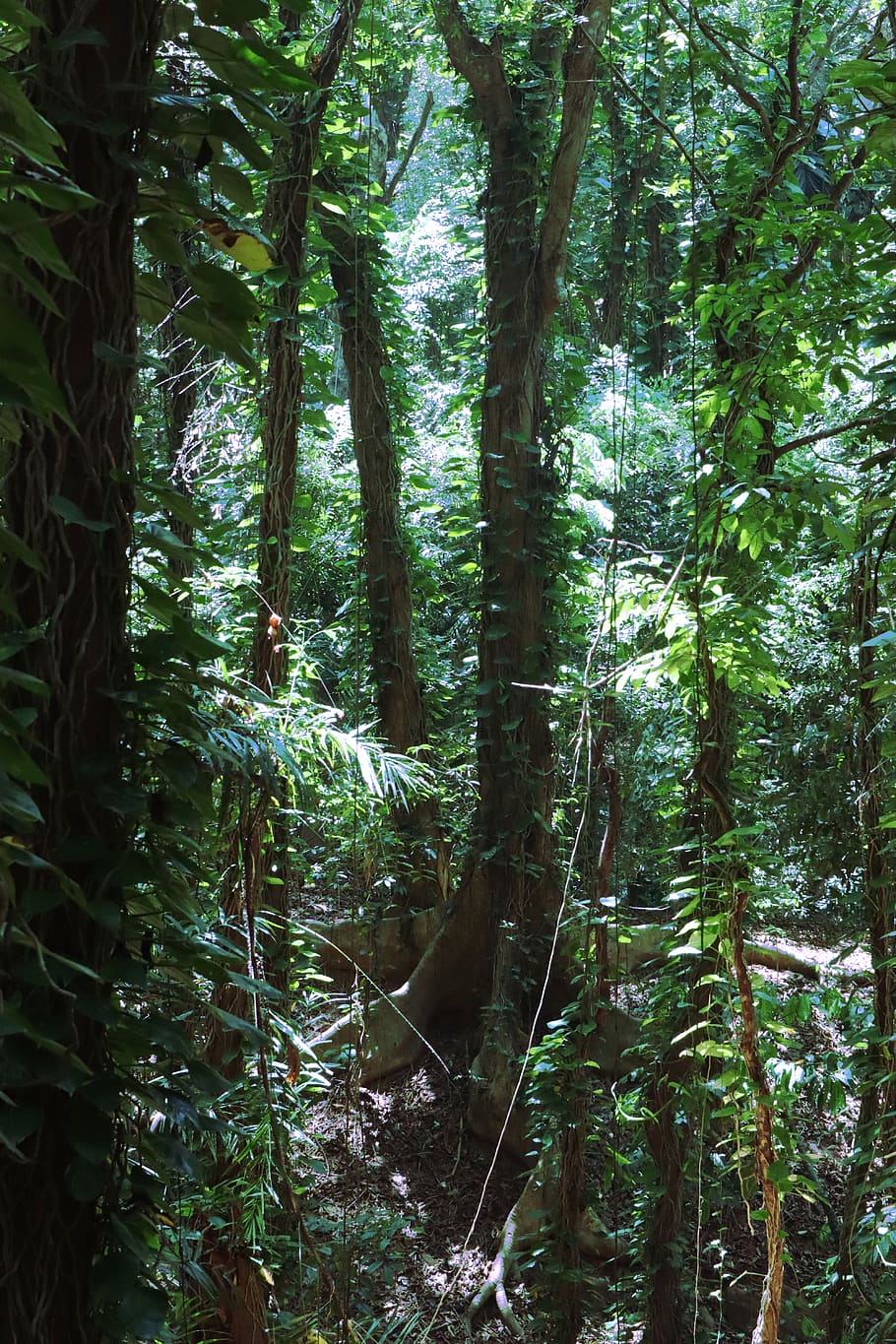 Голубые джунгли. Джунгли Шри Ланки Кокос. Земля тропического леса JBL.