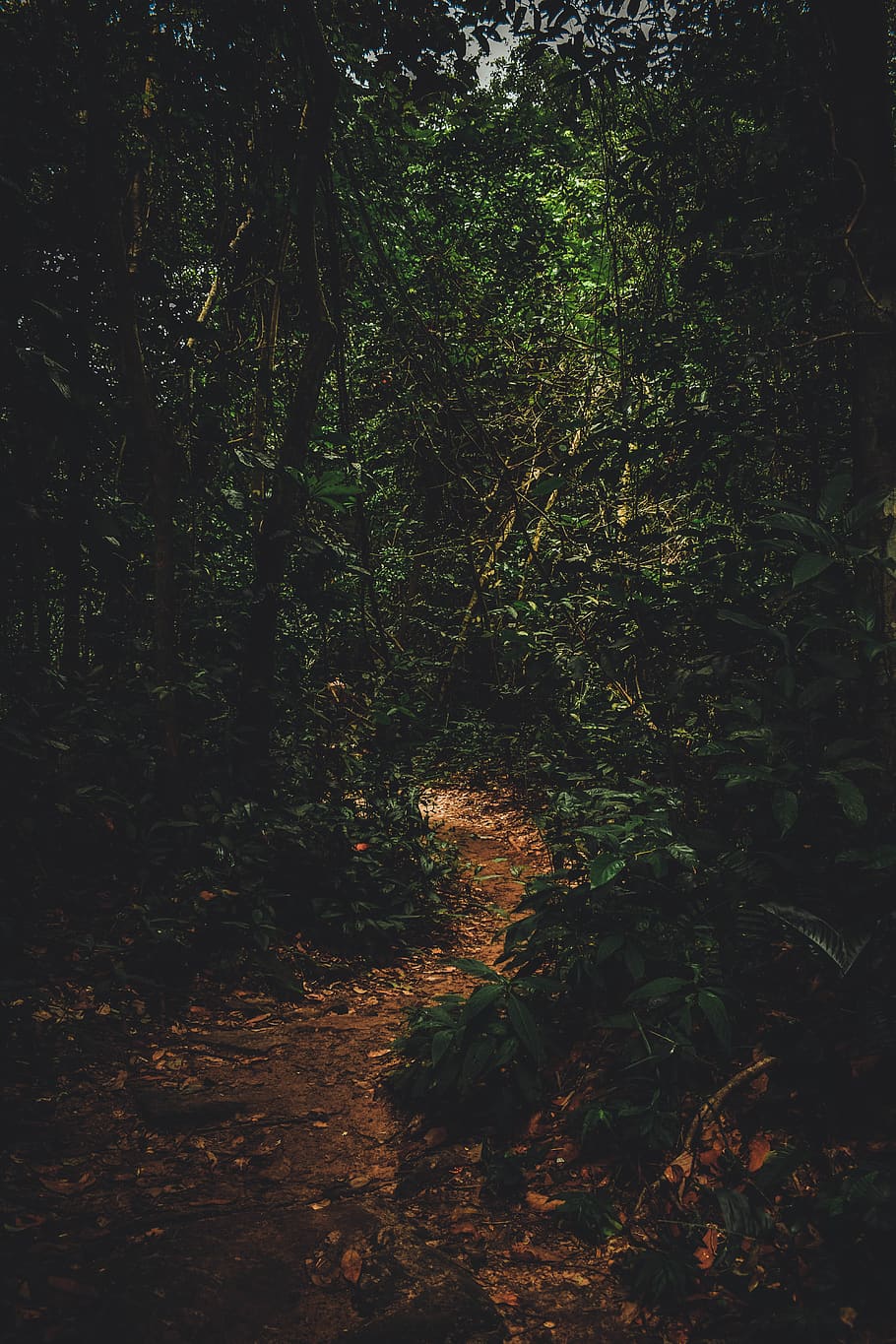 Photo Of Path In A Forest, environment, nature, trees, woods HD wallpaper