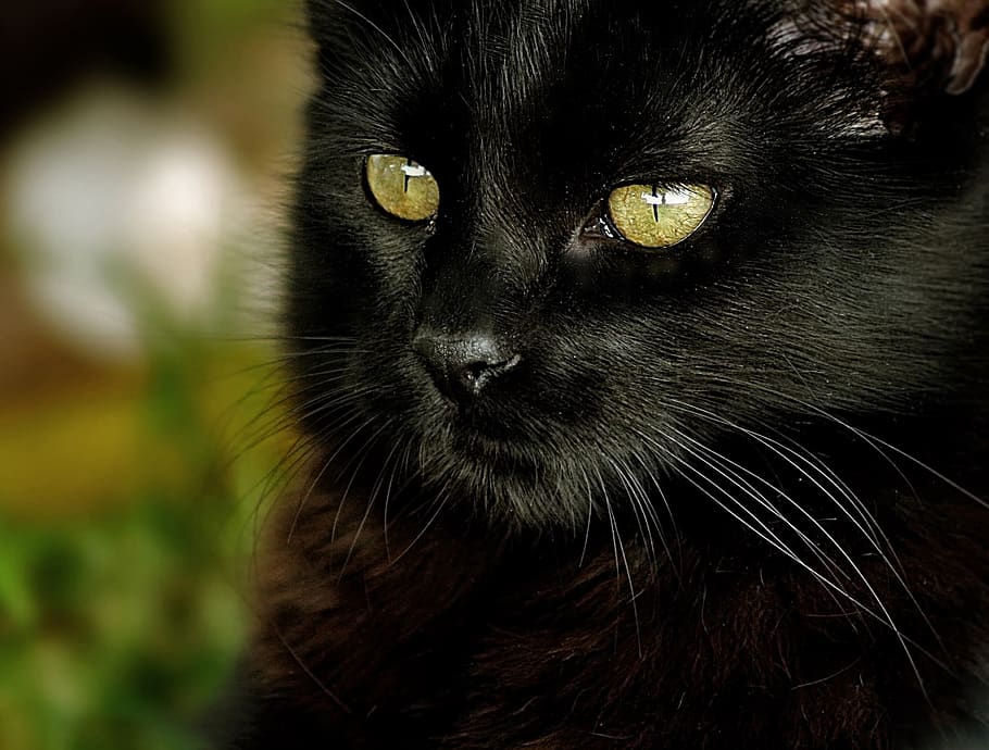 cute, cat, portrait, fur, mammal, pet, domestic, black, animal HD wallpaper