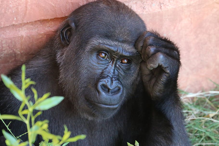Gorilla, mammal, animals in the wild, animal wildlife, one animal HD wallpaper