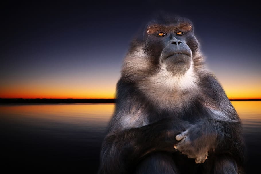 monkey, nature, sunset, animal, äffchen, mammal, wild, animal portrait HD wallpaper