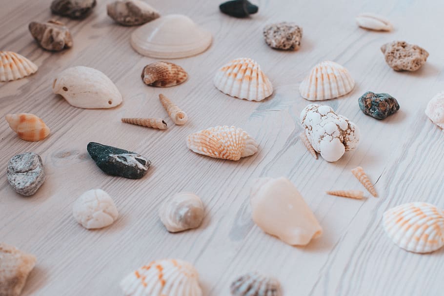assorted seashell lot, choice, variation, food, food and drink HD wallpaper
