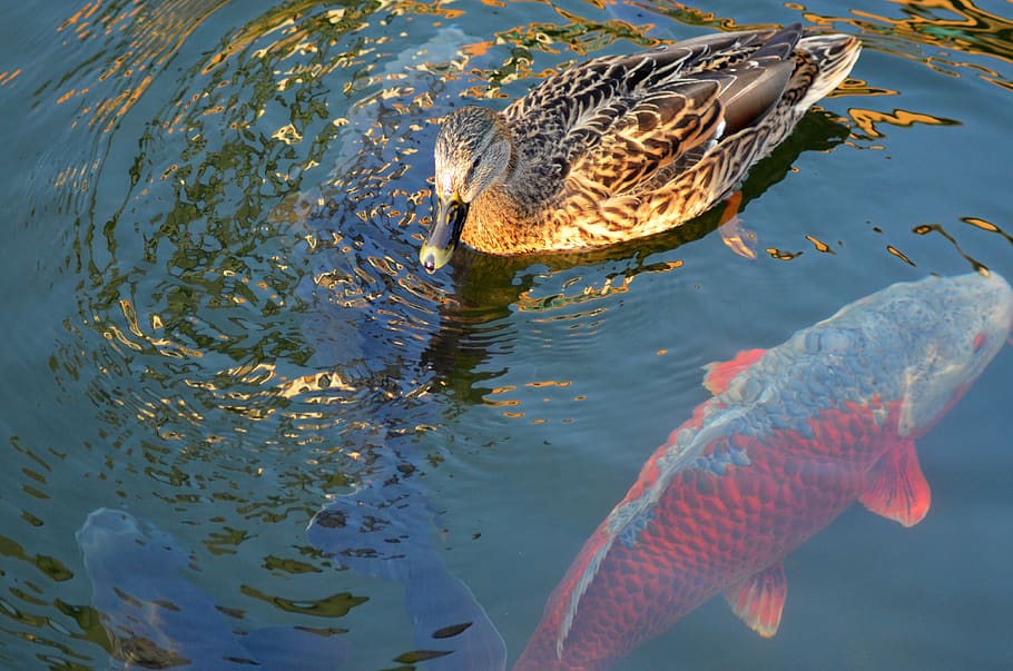 koi carp, fish, duck, water, animals in the wild, vertebrate HD wallpaper