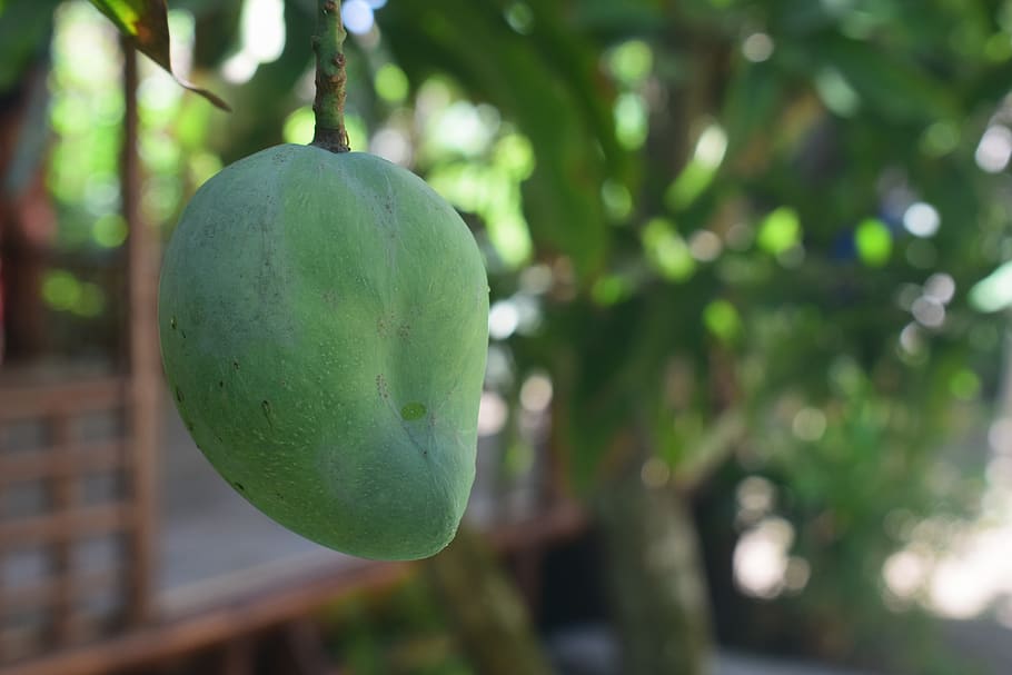 mango, leaf, green, fruit, leaves, natural, plant, healthy HD wallpaper