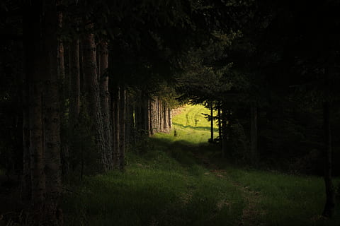 green trees near walkway, grass, tunnel, forest, contemplation HD wallpaper