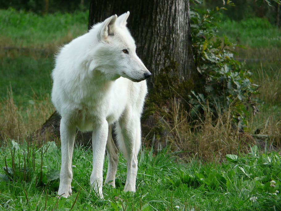 wolf, white, carnivore, nature, animal themes, one animal, mammal HD wallpaper